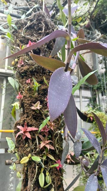 Au premier plan, grandes feuilles d'une plante grasse et tombante, devant le tronc d'un petit arbre, couvert de plantes grimpantes aux feuilles rouges