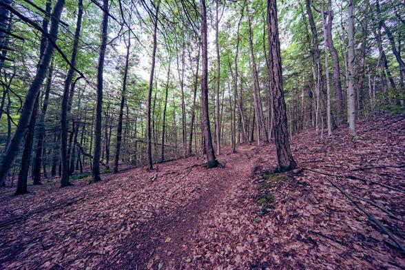 A rather indistinct trail makes its way from the center left on the bottom towards the center right near the middle on a forest floor covered with fallen brown leaves,  this is a single age strand so there aren't a lot of understory plants or small trees rather a large number of stems in the near view but you can see some foliage further away