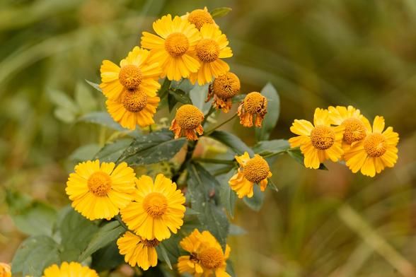 Roughly 8 flowers with a yellow cone in the center and a ragged closely-packed ring of petals forming a definite circule attached to a plant with dark green leaves,  there are another five or sow cones that lost their petals.  Behind it all are green lines and curves of grass in the background that is out of the depth of field.