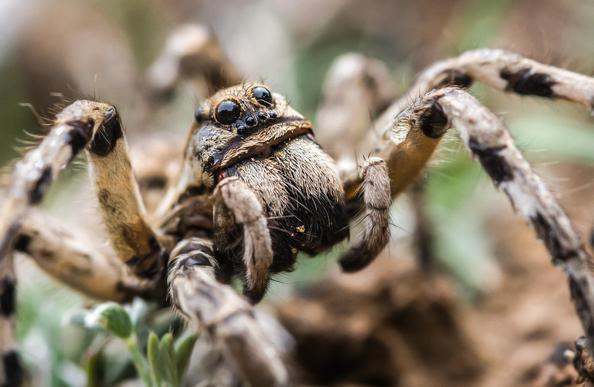 Fotografía de una araña "Lycosa tarantula"