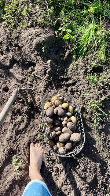 Ein Korb mit frisch geernteten Kartoffeln, barfuß daneben mit Kartoffelhake