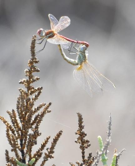 Eine rote Libelle hält sich am Strauch fest und eine grüne hat sich an sie gehängt - Kopf an Schwanzende (falls mensch das so nennt). Die Flügel glitzern in der Sonne.