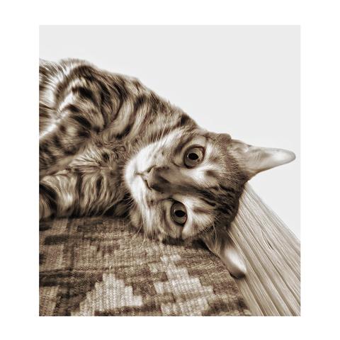 A sepia-toned photo of my bengal cat Neko lying on its side, head tilted and wide eyed. Neko is lying on a patterned kilim rug on the coffee table conveying a curious and playful mood for a Caturday.