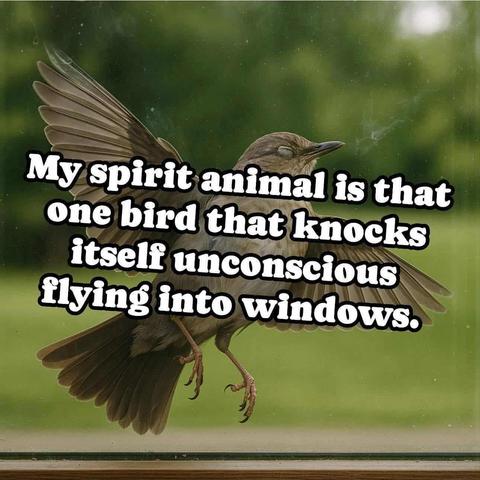[pic of bird slammed into window]
My spirit animal is that one bird that knocks itself unconscious flying into windows.
