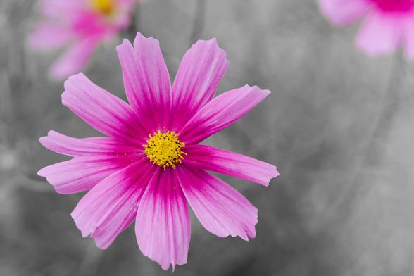 Flower with 10 irregular petals that are dark purple in the middle and light purple on the edge with a yellow pollen-packed disk in the center;  the background is grey grass that's been artificially desaturated,  a bit of two other flowers can be found near the top of the image.