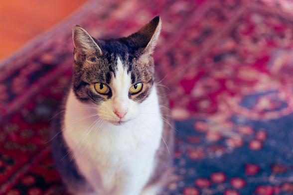 Grey tabby cat with a white front and white stripe around her nost and eyes is looking forward with her ears up while sitting on an oriental rug which is pleasantly blurred out