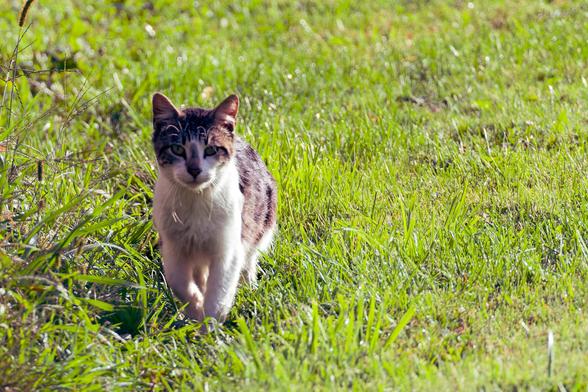 Cat with tabby markings and a lot of white on her front is making eye contact while standing on a medium-cropped gras lawn
