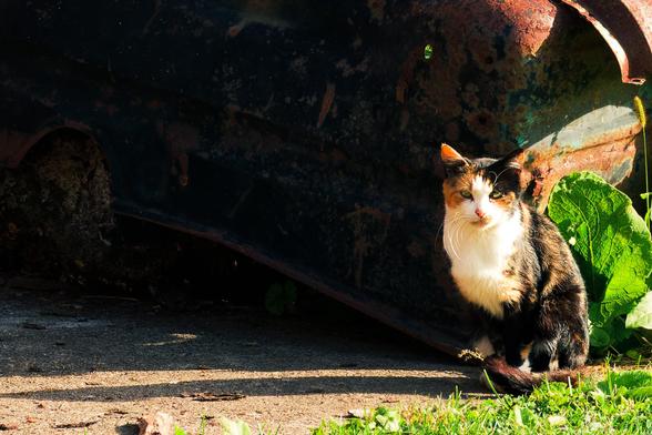 Calico cat with a white front sits by a big leaf and the rusted wreck of an old car