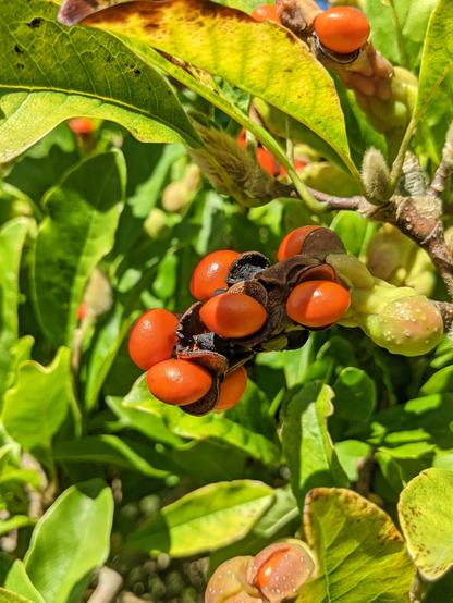 Close-up of a magnolia seed pod splitting open to reveal bright red-orange seeds against a backdrop of green leaves in sunlight.