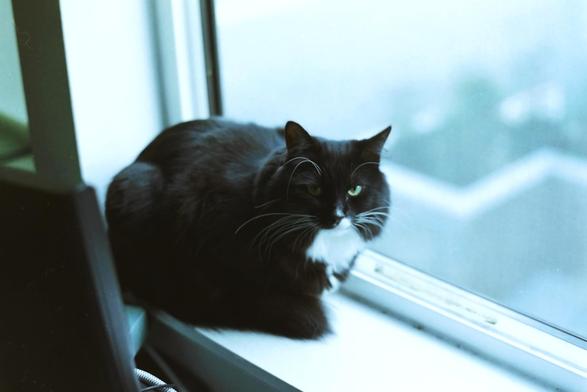 My tuxedo cat