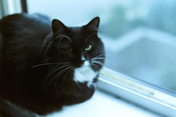 My tuxedo cat
