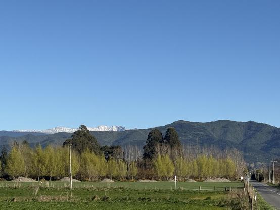New leaves on the willows planted along the Taipaitangata Stream for bank stabilisation. Note snow on the high Tararua ranges.