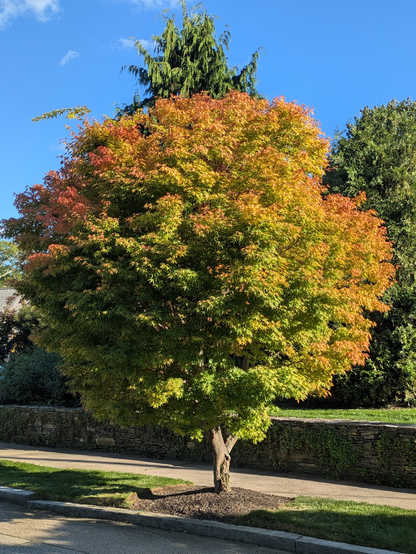 Tree starting to turn to fall colors.