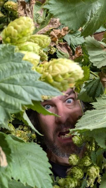 A weirdo (me) making a weird/frightened face in among the harvested hop bines that I've hung in my garage