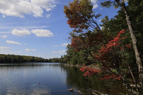 A photo taken from the shore overlooking a lake with calm water, no waves. The sky is blue with fluffy clouds overhead.  The trees on the opposite shoreline are mostly green with faint Fall colour changes starting to show. A tree in the foreground of the photo has red leaves which provides a pop of colour.
