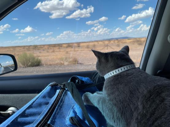 Gray tabby on top of his carrier staring out the passenger side window looking at the Sonoran desert. with scattered clouds in the sky.