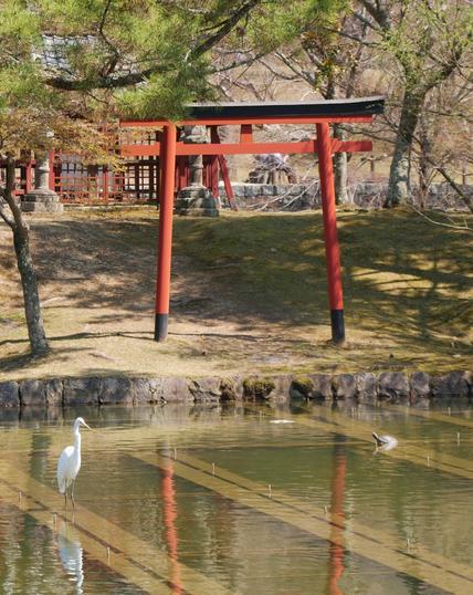 Ruhig und beschaulich wirkt diese Szene aus der Tempelanlage des Tōdai-ji im japanischen Nara: Reiher und Schildkröte vor einem rotlackierten Torii ...