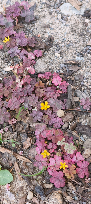 Ein wunderschöner Klee mit rötlichen Blättern und gelben Blüten.