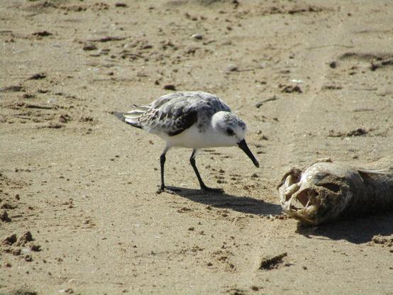 Ein kleiner weiss-grauer Vogel beugt sich mit seinem langen Schnabel runter zu einem im Sand liegenden toten Fisch, der nur noch leere Augenhöhlen hat. 
