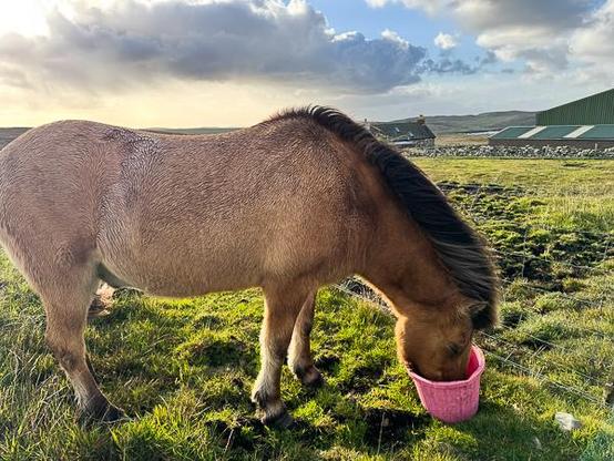 Horse eating from bucket