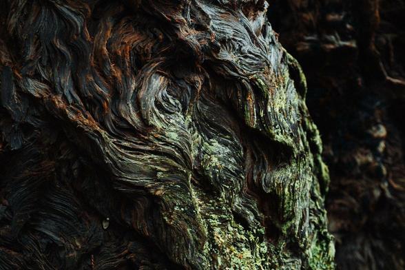 Sculptured redwood bark.