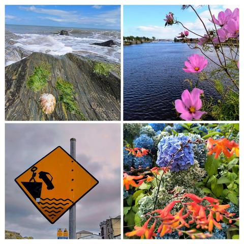 Zu sehen ist eine Collage von 4 Bildern. 
Bild 1 das Meer, im Vordergrund Felsen mit Algen und einer Muschel 
Bild 2 Blumen am Ufer des Shannon 
Bild 3 ein Verkehswarnschild, auf dem ein Auto  ins Wasser fällt. Ein Scherzkeks hat ein Männchen daneben gemalt, dass einen Rettungsring hinterher wirft.
Bild 4 ein weiteres buntes Blumenbeet