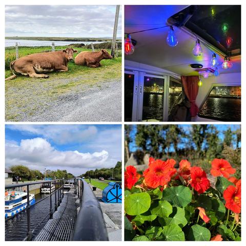 Zu sehen ist eine Collage von 4 Bildern. 
Bild 1 zwei Kühe liegen am Straßenrand und schauen den vorbeifahrenden Aixam an
Bild 2 eine bunte Lichterkette in der Wohnkabine des Hausboot
Bild 3 ein Blick auf das Schleusentor
Bild 4 im Vordergrund rote Geranien im Hintergrund Bäume