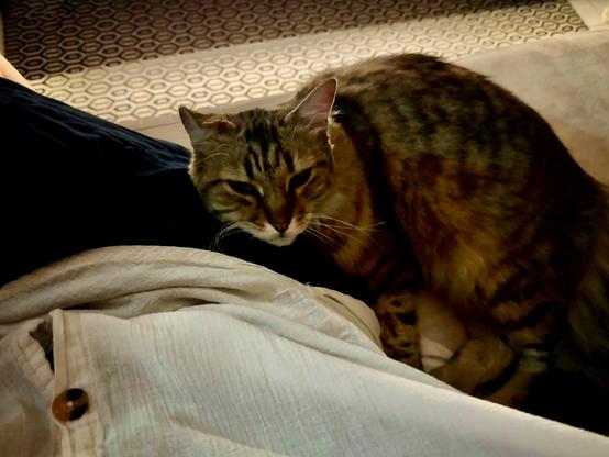 A fluffy tabby cat resting his head on my thigh, looking directly at the camera. A white shirt is draped over the lap, and part of my leg can be seen. The background features a patterned rug.