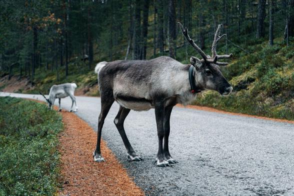 Rentier auf StraĂe