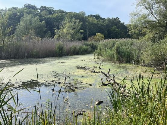 Swampy pond