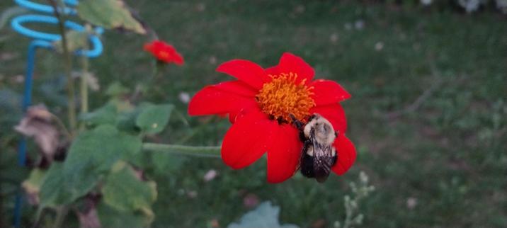 Sleepy solitary bee on bright orange flower