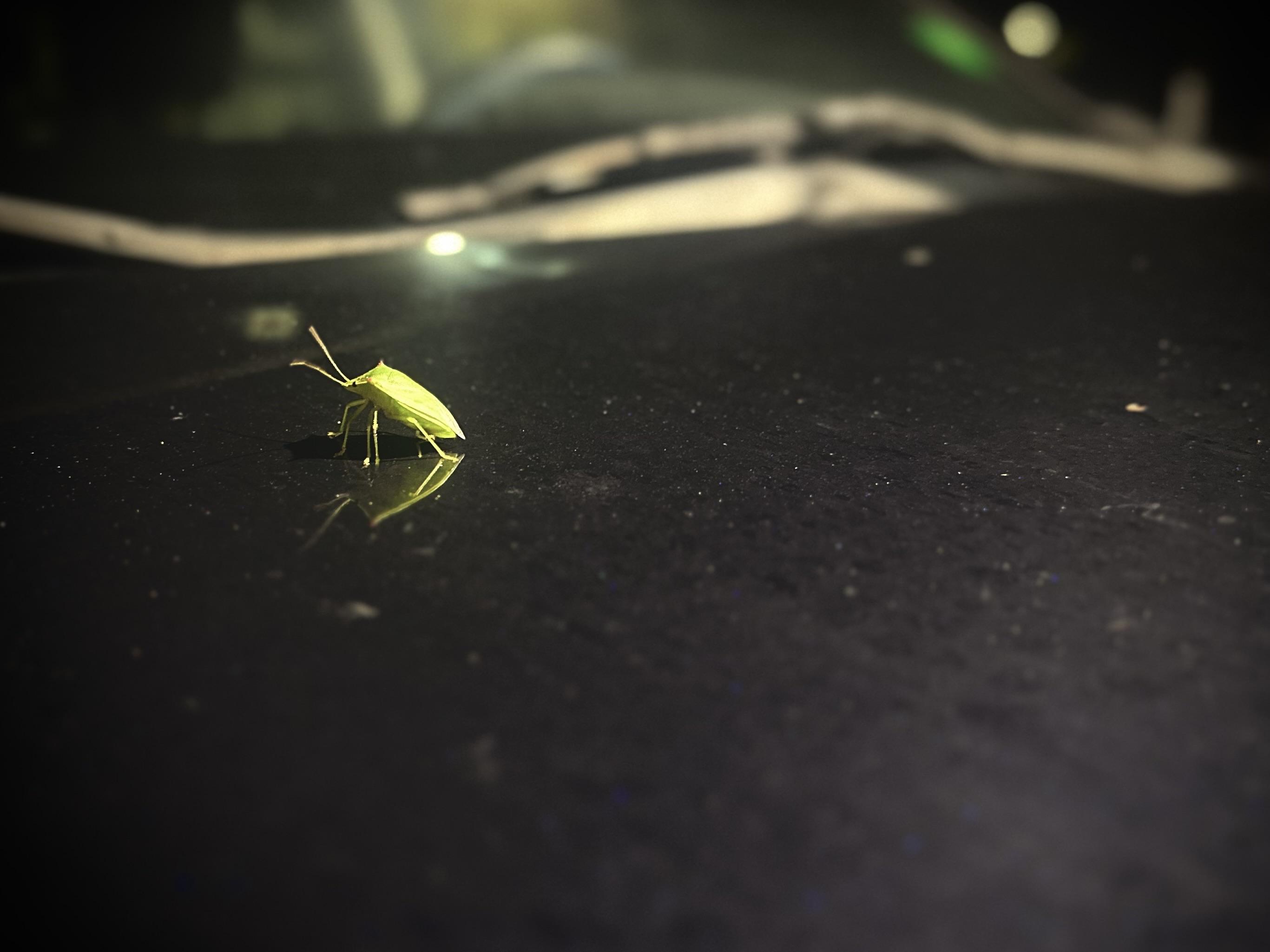 Little green leaf bug on a car hood. 