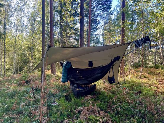 An olive-green hammock and tarp pitched between many trees and thick underbrush. A light blue quilt is dangling from the ridge line. Camping gear scattered around the place. 