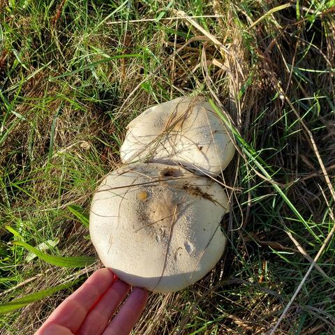 Two large, flattish, white mushrooms growing in grass. I've included the fingers of my left hand beneath the lower of the two mushrooms to show just how big they are; considerably bigger than my hand!