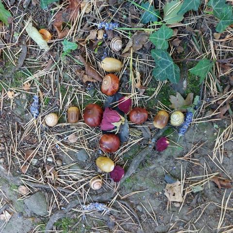 A dried red rose head, with 4 lines of plant matter and snail shells in a cross shape emerging from it, all on the ground with old pine needles, ivy and bigs of sticks and stuff.