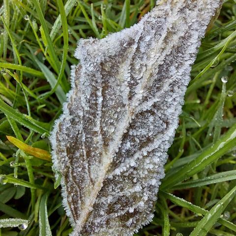 A brown, frost coated leaf in among green grass.