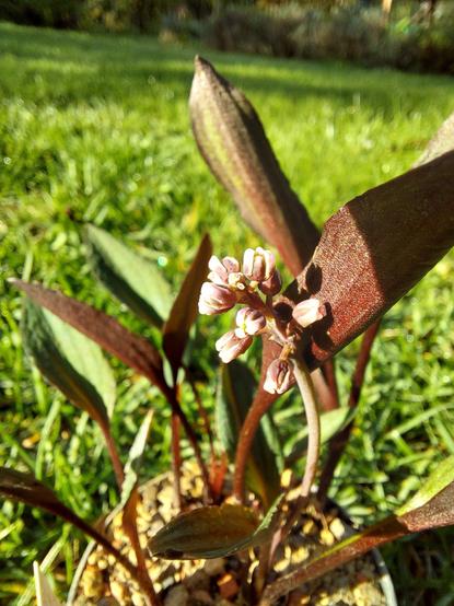 Im Bild ein Blütenstand ähnlich einer Hyazinthe, sehr viel kleiner. Im Hintergrund Blätter, die an der Unterseite rotbraun und an der Oberseite grasgrün gefärbt sind.
