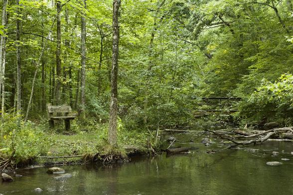 A lush woodland scene with a stream in the foreground and a wooden bench to the left. A small wooden bridge crosses the stream on the right.