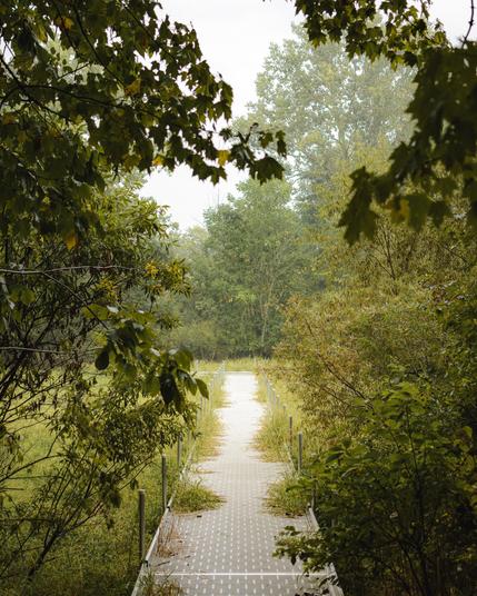 Looking out down a metal dock/boardwalk that stretches into a boggy pond surrounded by woodland. It's dark and rainy.