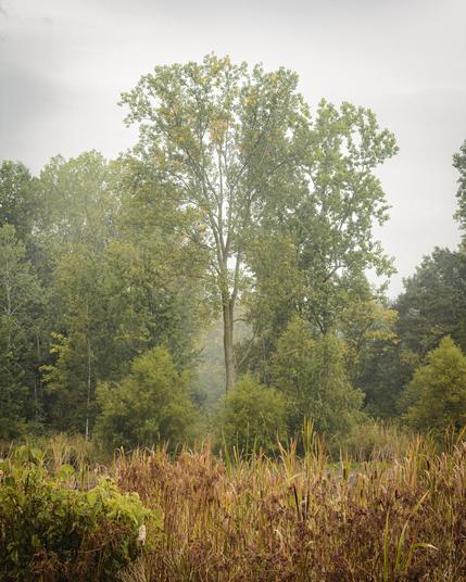A woodland seen from a grassland with one tree taller than the rest. There are hints of fog.