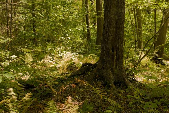 A woodland scene dappled with sunlight. There is a large tree trunk in the foreground to the right, and the forest floor is covered by ferns.