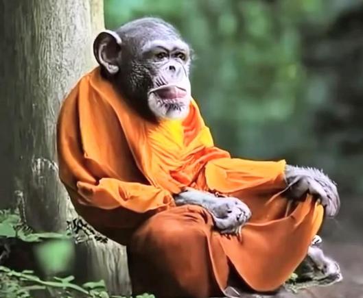 A whimsical picture of a cute monkey meditating with a monks orange and yellow garment on!