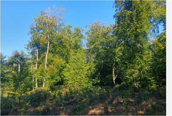 Waldstück. Vorne Wiederaufforstung, hinten ein paar große Bäume.