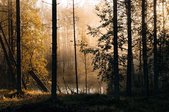 Lichtstrahlen im nebligen Wald