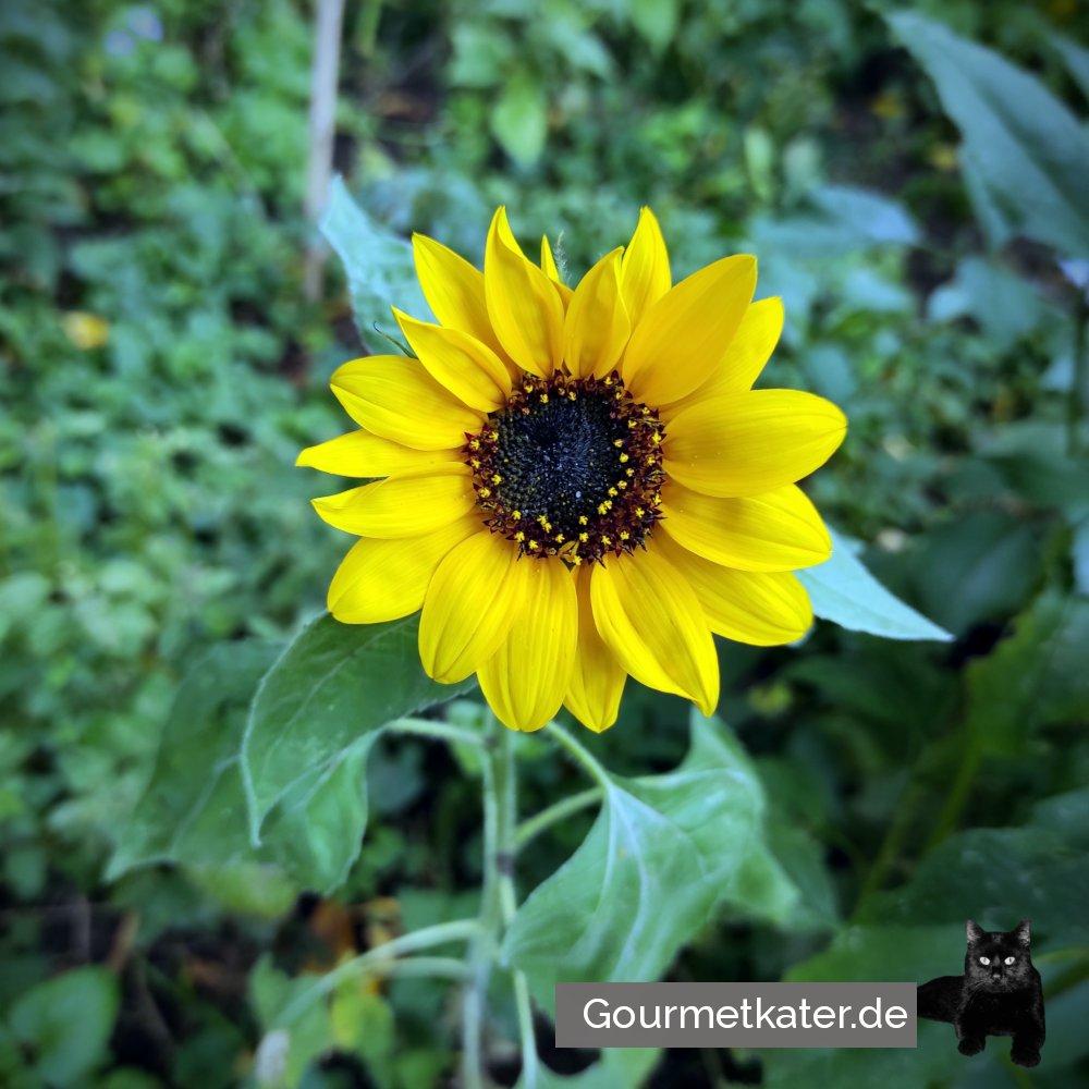 In meinem Garten