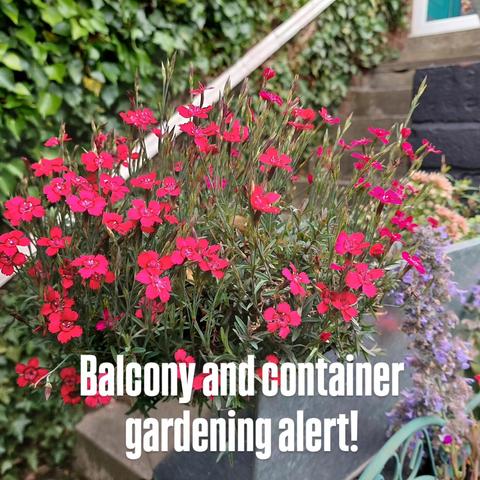 Bright pink Dianthus in metal trough
