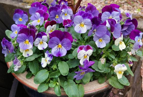 Purple, lilac and white Viola in blue ceramic pot
