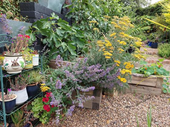 Raised bed with fig, Achillea Terracotta and catmint with display of tender pots - Pelargoniums and succulents.
