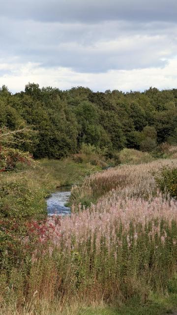 A view over a wee river and grass. Forest in the background.