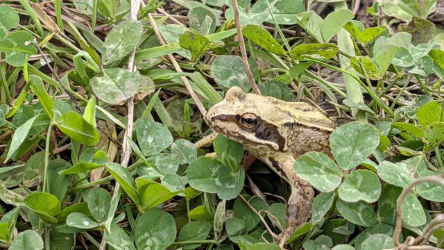 A frog in grass.